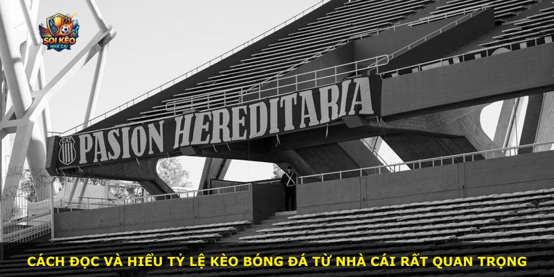 Cách đọc và hiểu tỷ lệ kèo bóng đá từ nhà cái rất quan trọng